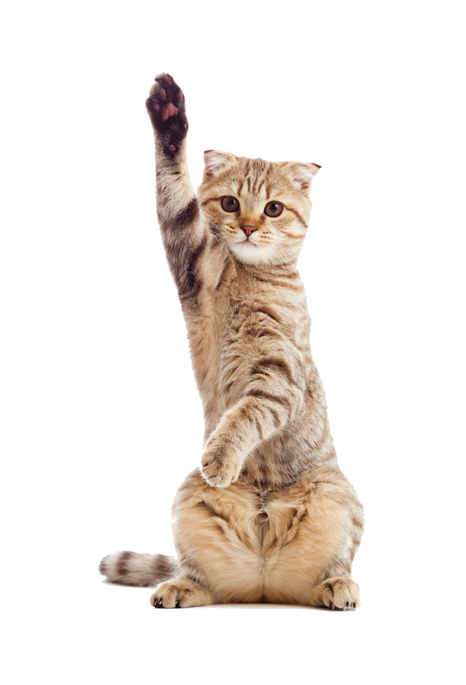 Happy pet with PurePet Nutrition products