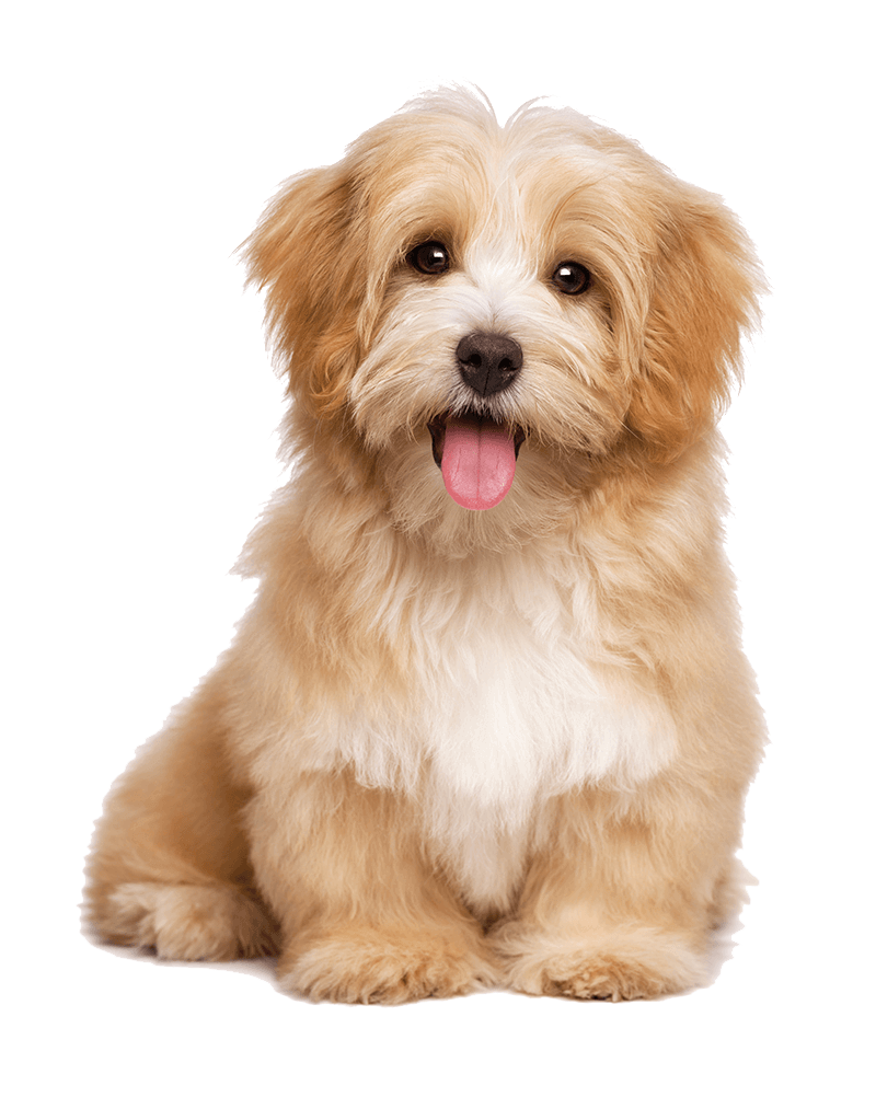 Happy dog eating PurePet Nutrition food